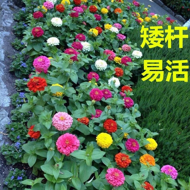 百日草花种矮杆春季种混色重瓣花籽室外阳台盆栽花种易活