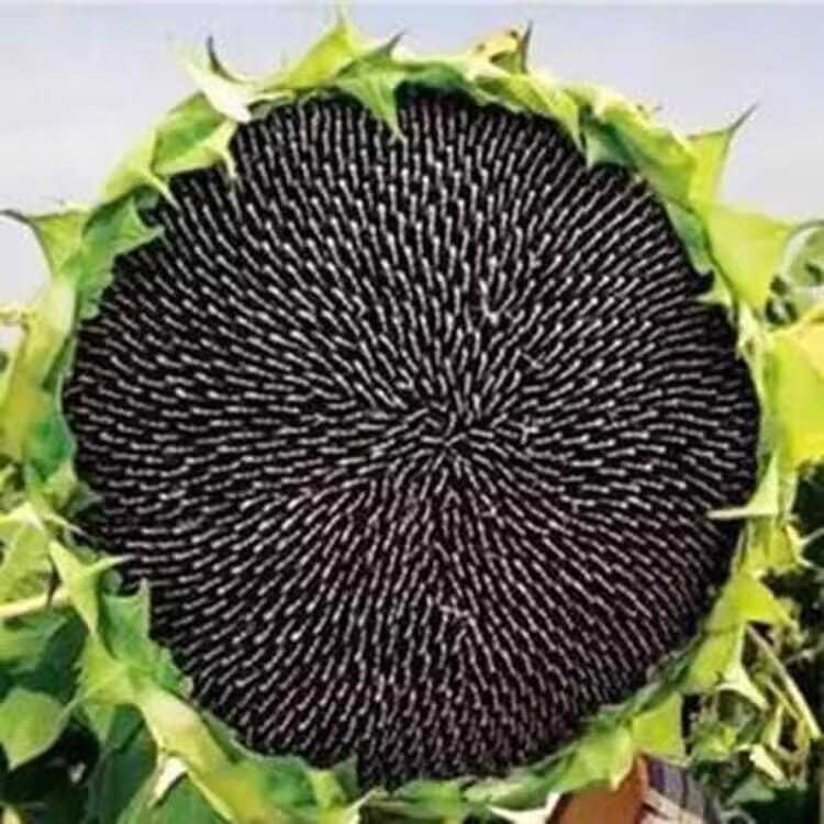 栽培春夏播矮油葵种子