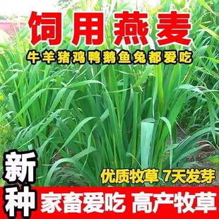新种饲用燕麦种子养殖牧草种籽高产草籽绿肥牛羊草种籽冬天耐寒