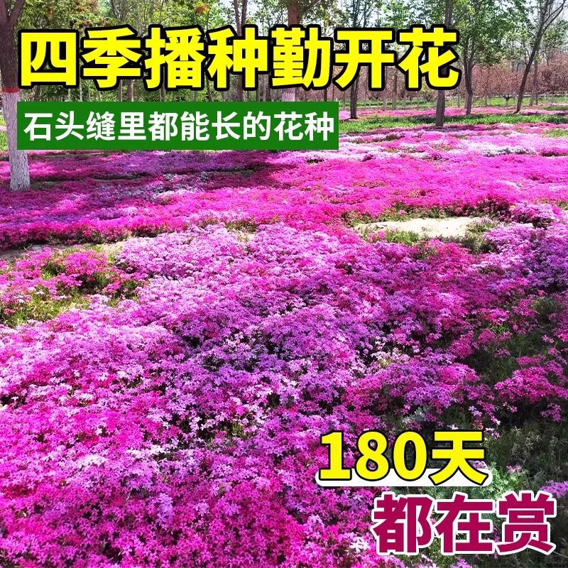 芝樱花种籽子地被植物低矮福禄考花籽孑室外庭院花卉四季播种开花