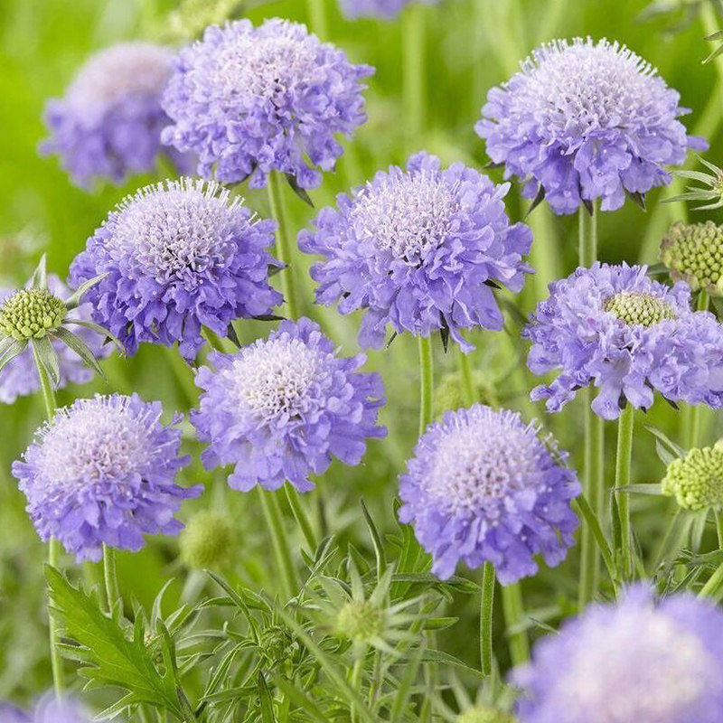 蓝色紫盆花种子松虫草轮峰菊紫枕花籽可切花室外阳台盆栽春秋季播