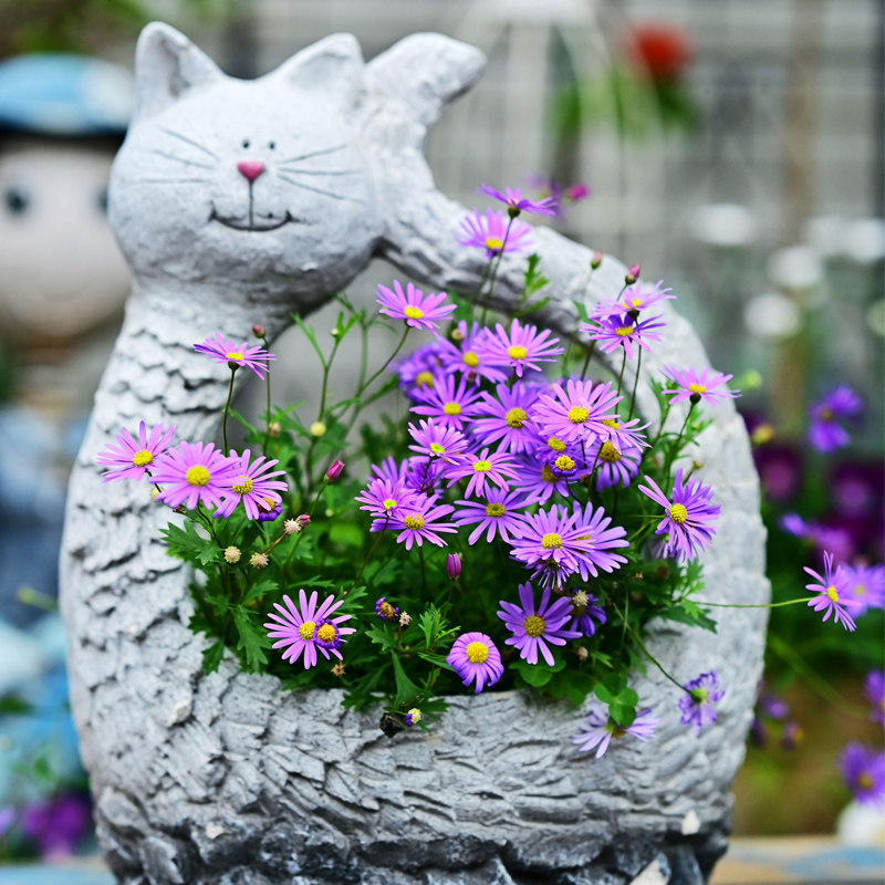 荷兰菊花籽草莓菊四季易活公园阳台观赏花室外庭院开花紫菀花种子