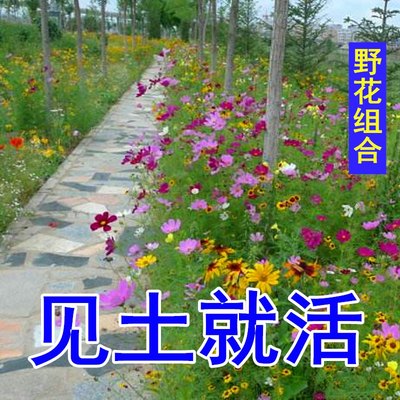 混合花种子绿化四季开花多年生花