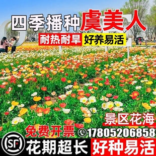 虞美人花种子四季开花庭院别墅公园小区花海景观花籽野花组花种籽