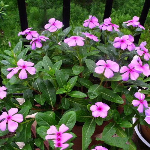 长春花种子日日春三万花卉种籽开花不断易种易活室内阳台盆栽