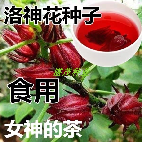 食用洛神花种子玫瑰茄种子四季易活泡茶补血果阳台庭院盆栽花卉籽