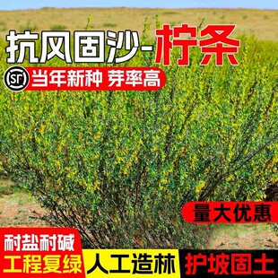 拧条种子 毛条 可做牧草 畜牧用 白柠条锦鸡儿种籽家庭园艺种子