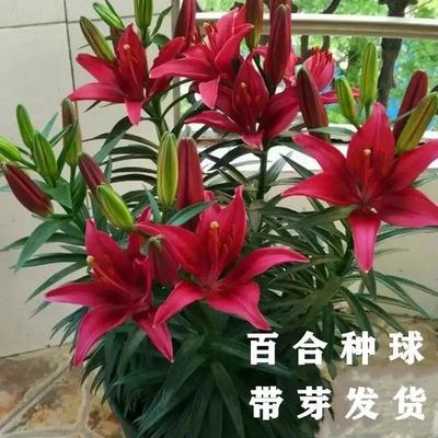 【带芽】香水百合种球耐寒四季开花盆栽室内阳台花卉种子花苗