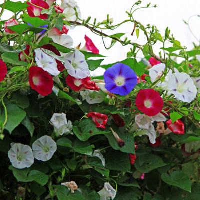 牵牛花种子花种籽子花籽花种四季室外爬藤花卉攀爬喇叭