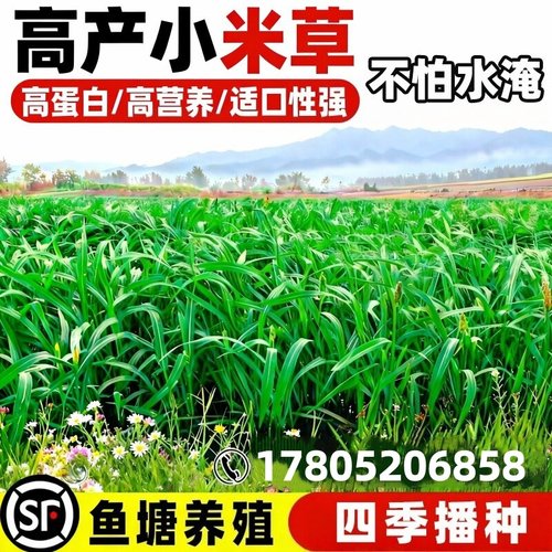 进口高产小米草草籽雀叶稗稷子水草籽虾蟹牧草耐涝水淹草鱼草种籽