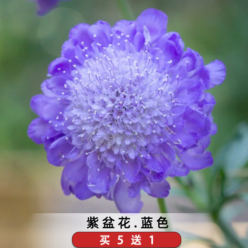 蓝盆花种子蓝色紫盆花松虫草轮峰菊紫枕花籽可切花室外阳台可盆栽