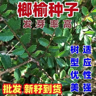 榔榆种子榔榆树种子小叶榆种子秋榆种子林木种子发芽率高粗壮好种