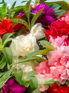 重瓣凤仙花种籽子四季播种开花室内外阳台指甲花卉盆栽太阳花种孑