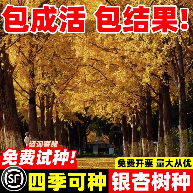 银杏树苗占地改造植物生态