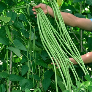 豇豆种子蔬菜种籽长四季 豆角大全孑种苗豆种紫根无架 豆芸豆春秋季