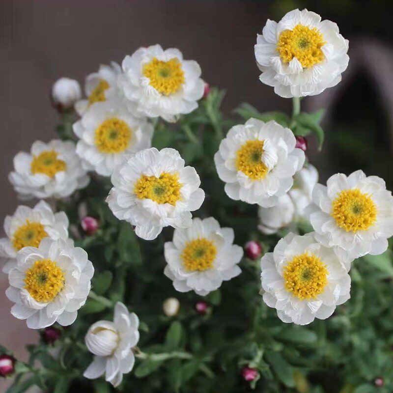 纸鳞托菊盆栽花笺菊春季多年生耐寒庭院阳台花园宿根芳香花卉植物