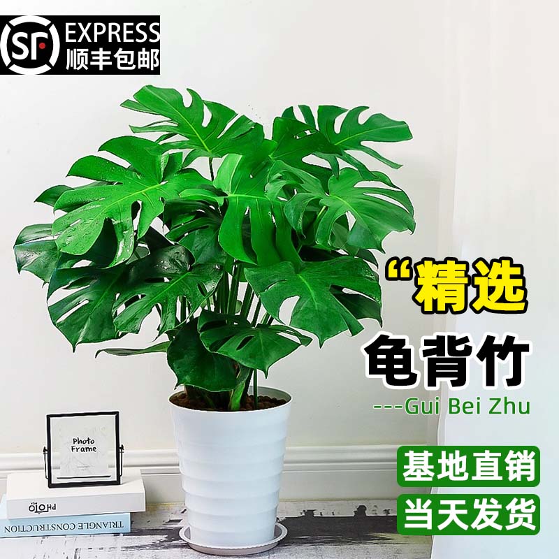 龟背芋盆栽大型绿植大叶富贵竹土培水培植物四季常青好养室内客厅