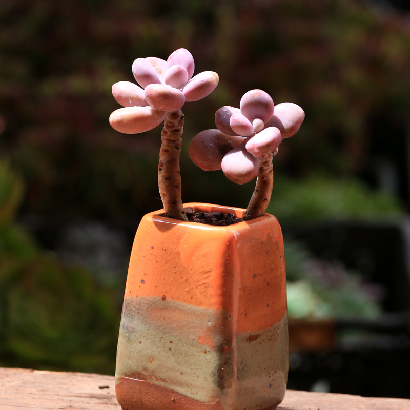 桃蛋 桃之卵多肉植物木质老桩2头起梦想花园净化空气肉肉绿植盆栽