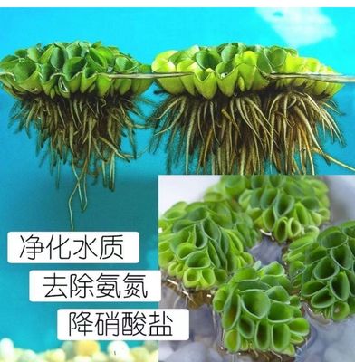 鱼缸造景净化水质肚兜萍金钱兜浮萍水浮莲水草生植物池塘鱼缸造景