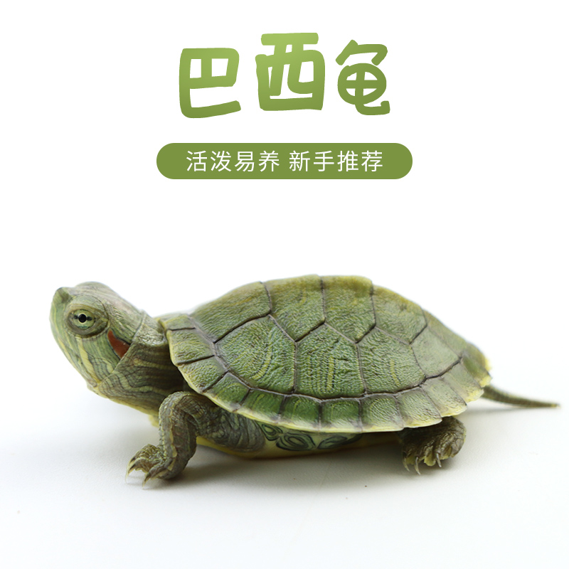 巴西龟宠物龟大小活体活物红耳龟水龟网红观赏乌龟好养活宠物龟
