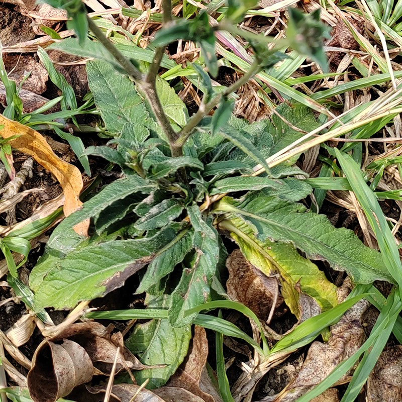 野生地胆头中药材干货新鲜晒干矮脚地胆头草根煲汤料中药材凉茶
