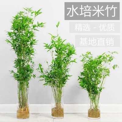 水培米竹室内盆栽植物水养观音竹富贵竹南天竹客厅懒人高级感绿植