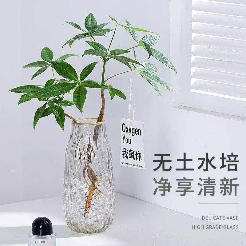 发财树水培植物小盆栽室内客厅办公室桌面四季好养活水养绿植花卉