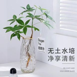 发财树水培植物小盆栽室内客厅办公室桌面四季好养活水养绿植花卉