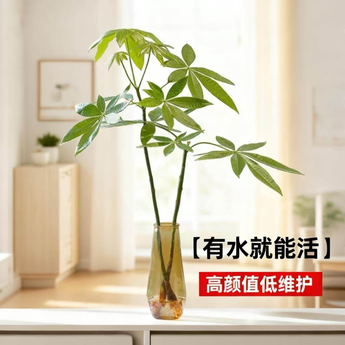 【恭喜发财】水培植物发财树办公室内客厅桌面花卉盆栽净化绿植