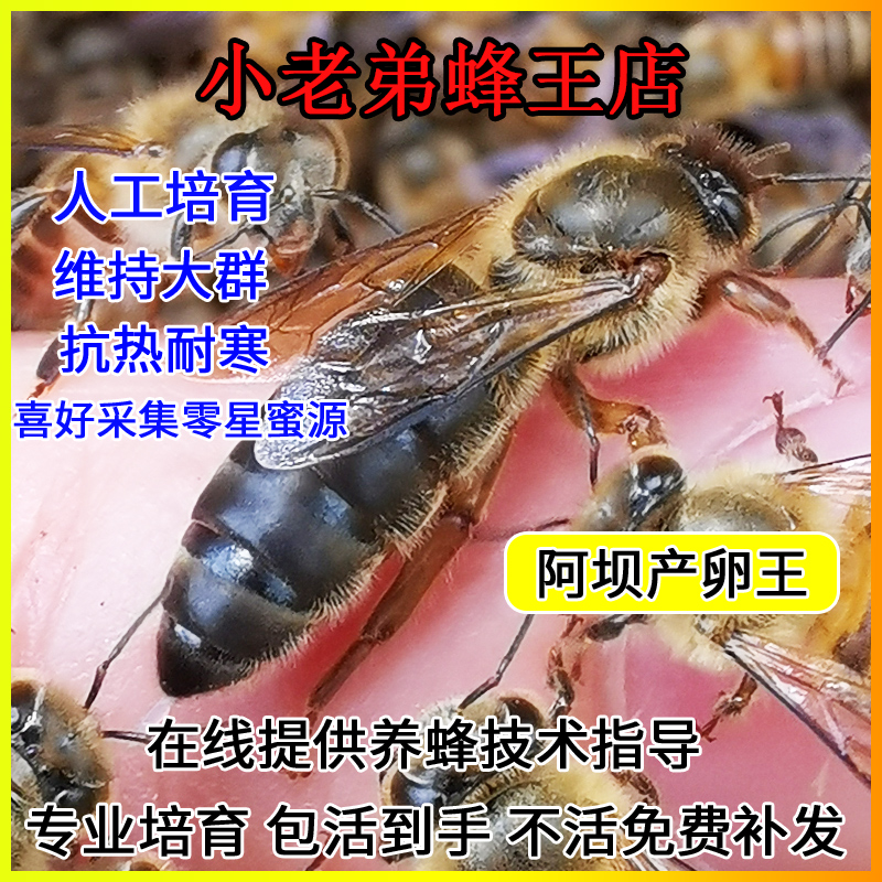 蜂王阿坝双色活体中华高产杂交