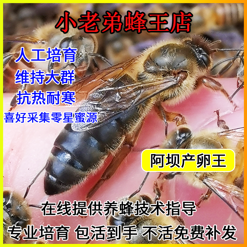 中蜂王土蜂中蜂阿坝双色种王蜂王中华蜂高产杂交包活种蜂王红背王