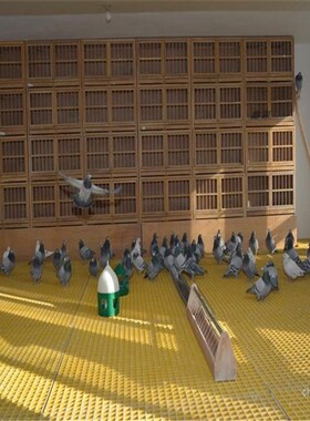 玻璃钢格栅鸽舍地网网格鸽子养殖底网赛鸽棚鸽笼漏粪网片公棚底板