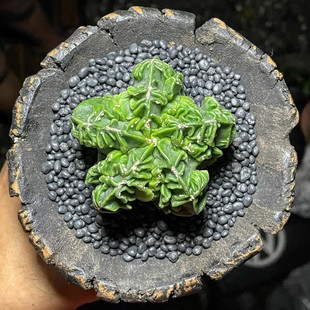 Astrophytum myriostigma复隆鸾凤玉核桃变异实生稀有多肉植物花