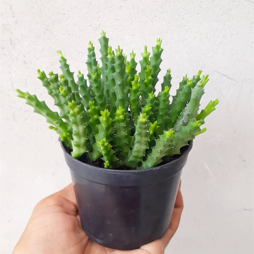 犀牛角稀有大戟科开花多肉植物