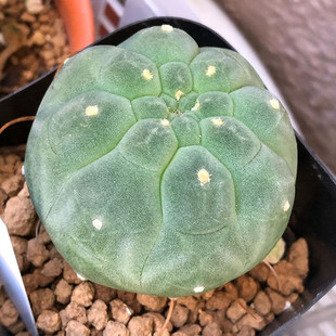 奇仙玉实生仙人球无刺仙人掌多肉植物 开大红花稀有防辐射小盆栽