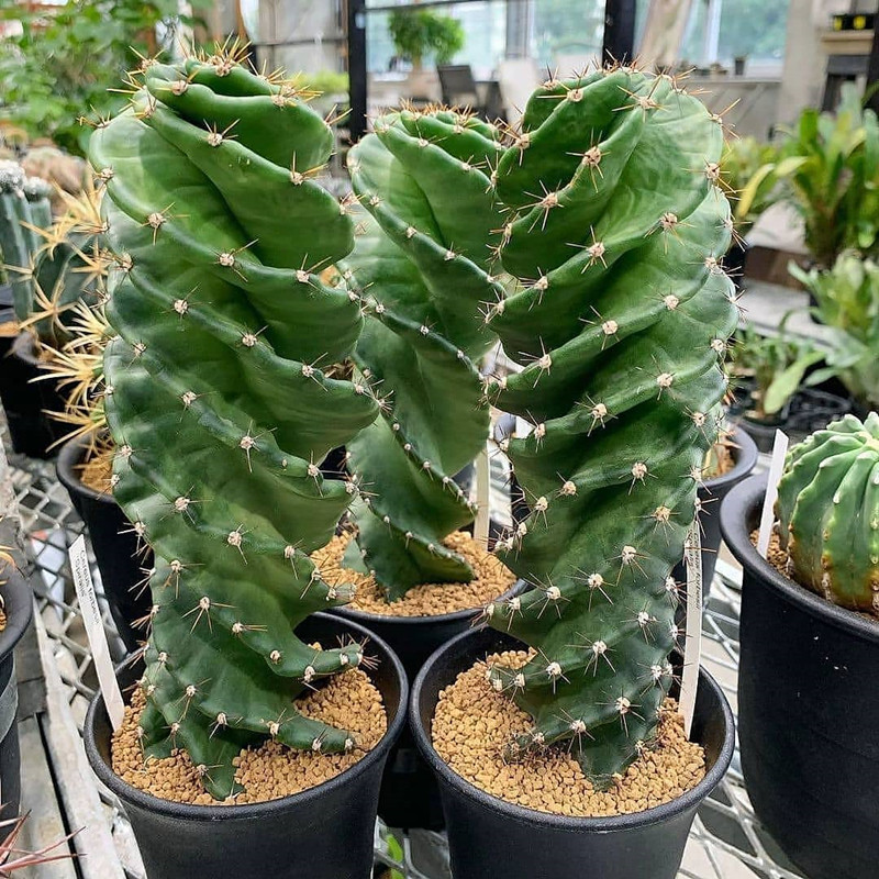 cereus龙卷风仙人柱量天尺变异稀有品种仙人掌植物盆栽室内绿植花