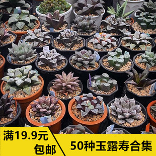 玉露多肉植物万象十二卷属冰灯大颗水晶玉露套餐室内盆栽花卉老桩