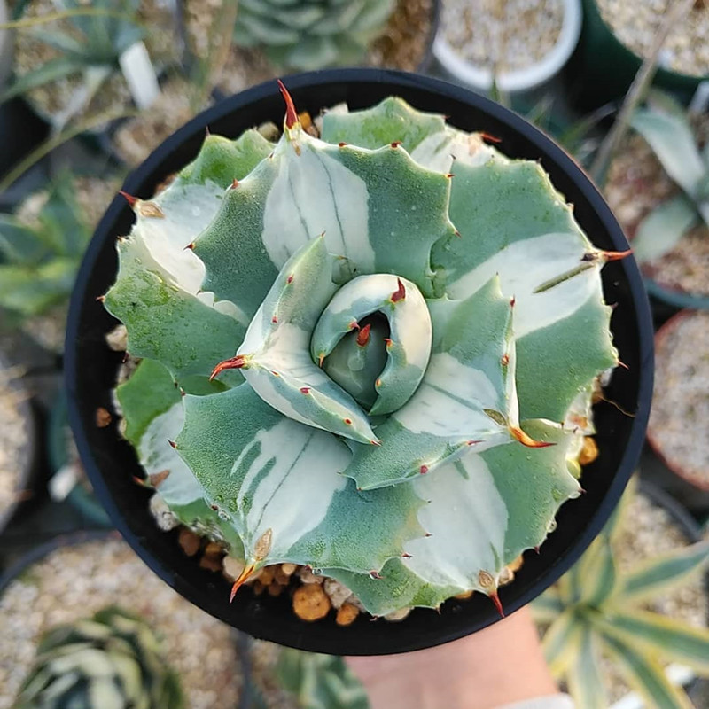 王妃雷神白中斑 龙舌兰科多肉植物小盆栽 变异花卉植物好养大特价
