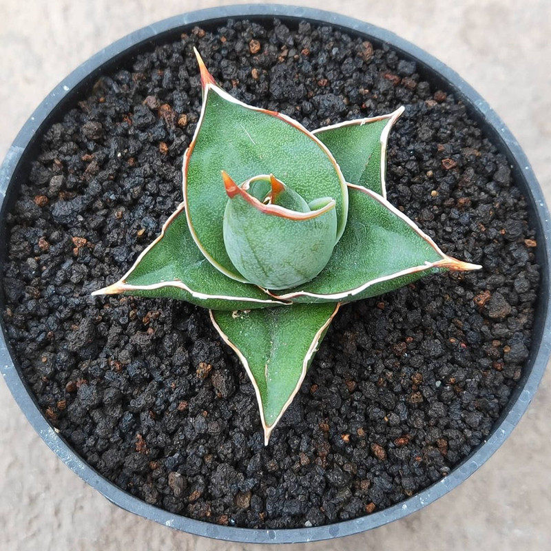 鹰嘴 稀有硬叶虎皮兰多肉植物好养活易度夏办公室桌面防辐射盆栽