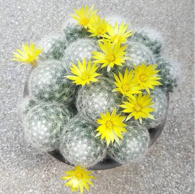 芳香丸仙人球 开花香味软刺不扎手仙人掌多肉植物绿植花卉