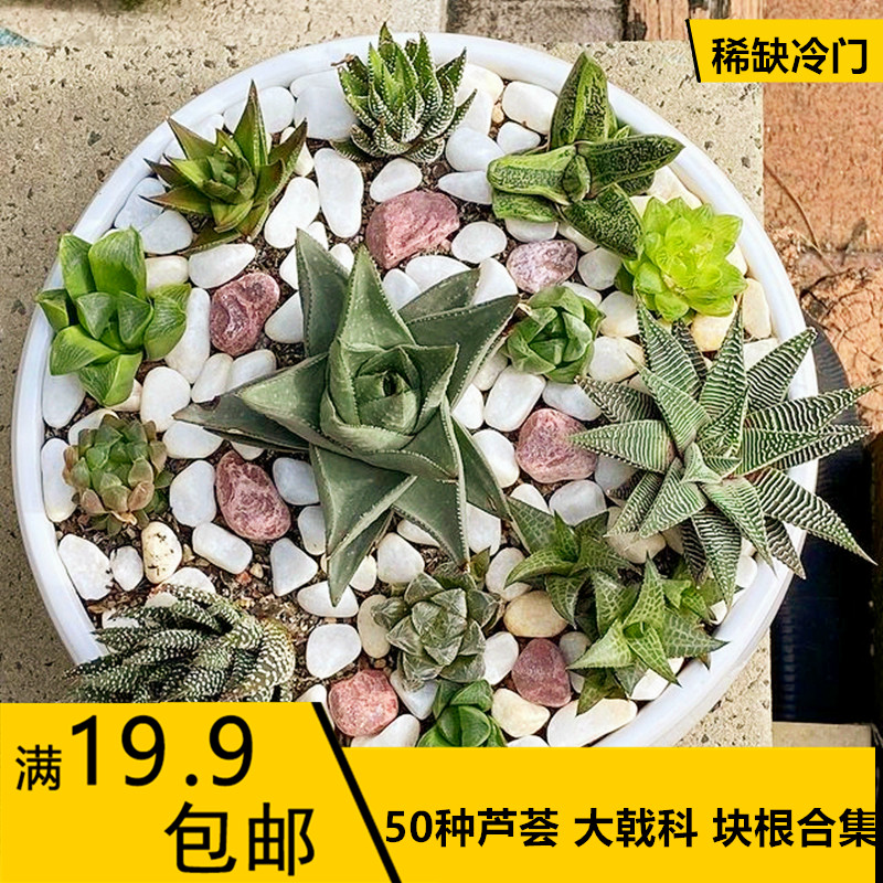 芦荟大戟科块根多肉植物合集稀缺