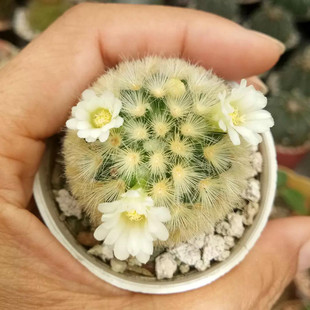 嘉文丸仙人球实生乳突开花仙人掌多肉植物室内盆栽好养桌面绿植花