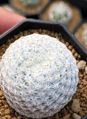 正版白鸟Mammillaria herrerae开花仙人球室内盆栽多肉植物花卉