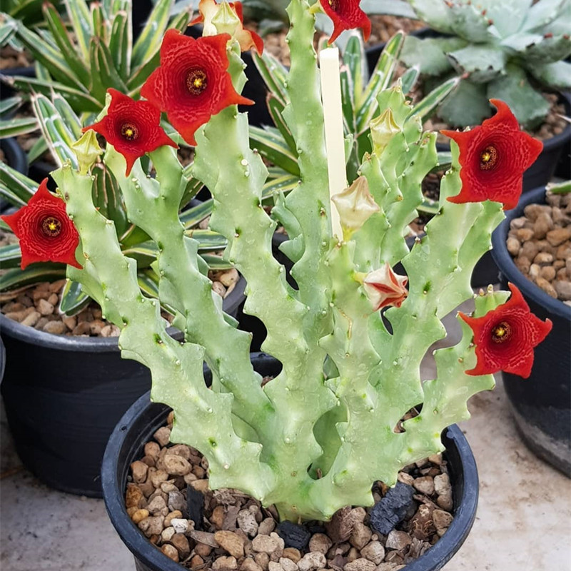 白珊瑚Caralluma socotrana 萝藦科多肉植物组合盆栽