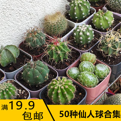 实生仙人球合集多肉植物盆栽