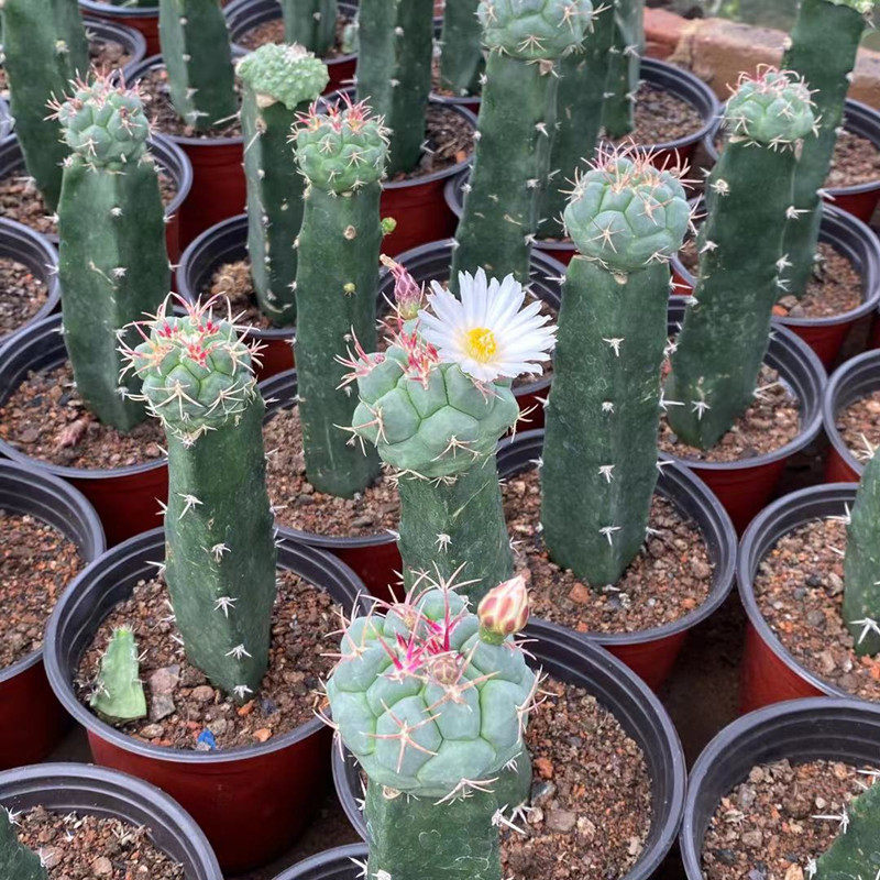 绯冠龙实生 带柱 狂刺强刺瘤玉属 仙人球仙人掌