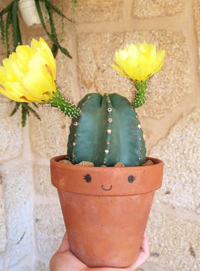 微刺虾仙人球鹿角柱属大花黄花易养多肉植物出紫色状态仙人掌盆栽