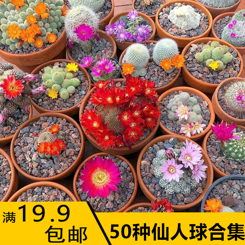 套餐鸾凤玉仙人掌开花多肉植物