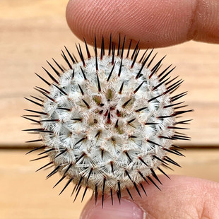 直刺佩雷乳突球属仙人球盆栽花卉稀有品种精品多肉植物室内仙人掌