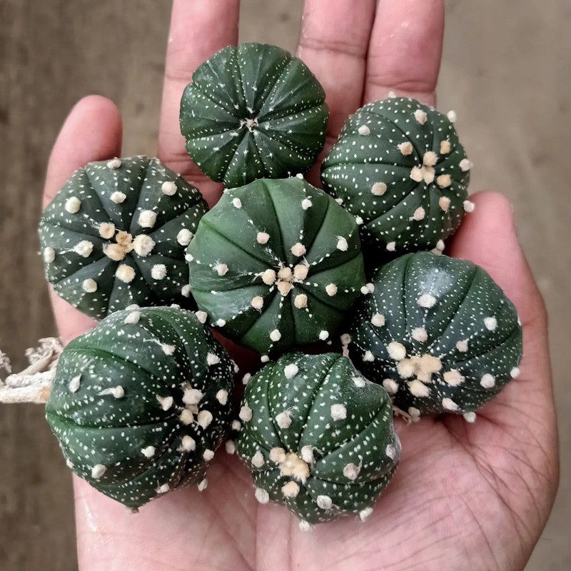 大颗星兜 实生仙人球 办公室内好养活开花植物小盆栽包邮